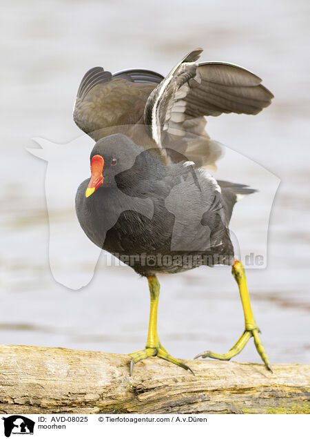 Teichhuhn / moorhen / AVD-08025