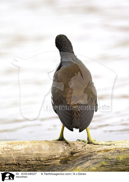 Teichhuhn / moorhen / AVD-08027