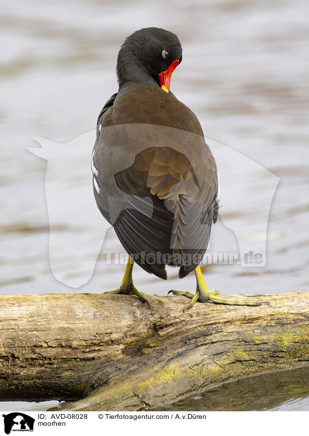 Teichhuhn / moorhen / AVD-08028