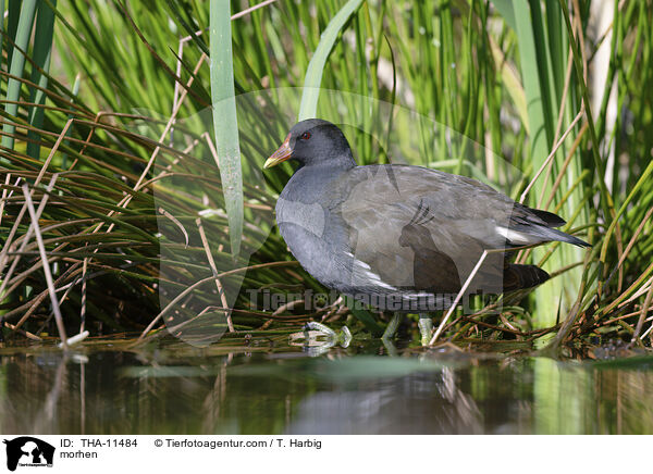 Teichhuhn / morhen / THA-11484