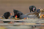 Common Moorhen