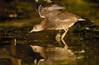 Common Moorhen