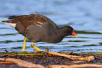 common Moorhen