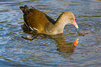 common gallinule