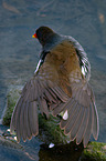 common gallinule