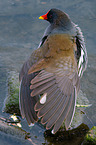 common gallinule