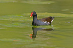 common gallinule