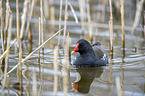 Common Gallinule swims in the lake