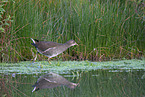 common moorhen