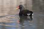 common moorhen