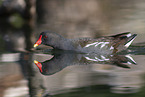 common moorhen