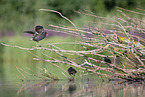 common moorhen