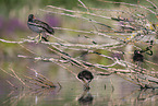 common moorhen