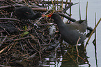 common moorhen