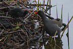common moorhen