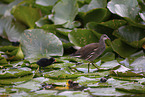 young common moorhen
