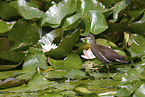 young common moorhen