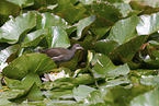 young common moorhen