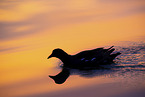 common gallinule