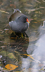common gallinule