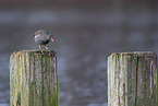 common gallinule