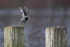 common gallinule