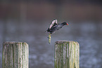 common gallinule