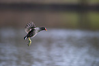 common gallinule