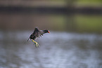 common gallinule