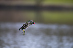 common gallinule
