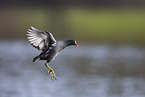 common gallinule