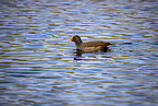 common gallinule