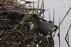 common gallinules