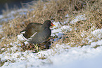 common gallinule