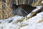 common gallinule