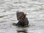 moorhen