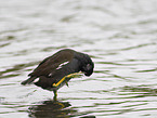 moorhen