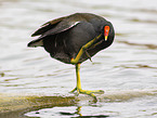 moorhen