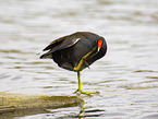 moorhen