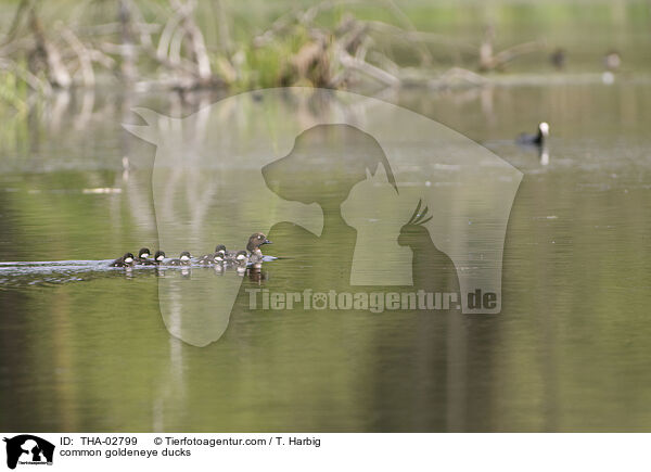 common goldeneye ducks / THA-02799