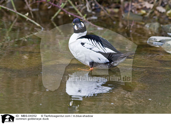 common goldeneye duck / MBS-04052