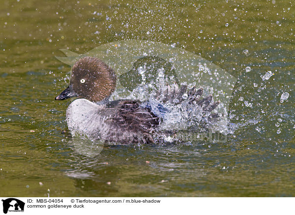 common goldeneye duck / MBS-04054