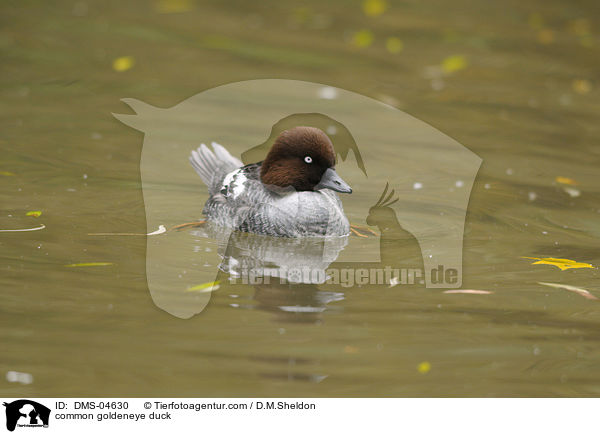 common goldeneye duck / DMS-04630