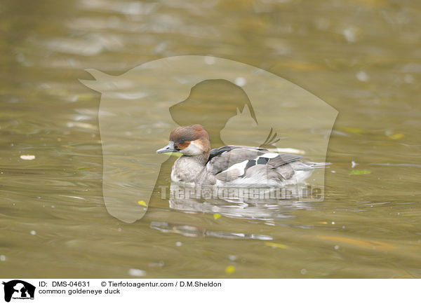 common goldeneye duck / DMS-04631