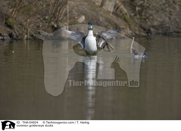 Schellenten / common goldeneye ducks / THA-04604