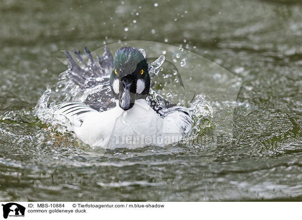 Schellente / common goldeneye duck / MBS-10884