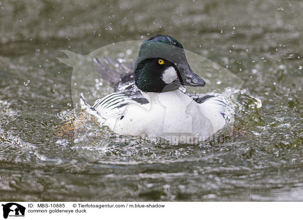 Schellente / common goldeneye duck / MBS-10885