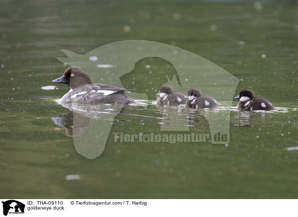 Schellente / goldeneye duck / THA-09110