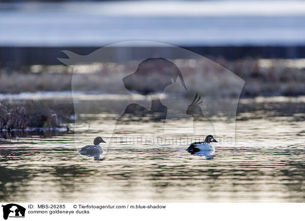 common goldeneye ducks / MBS-26285