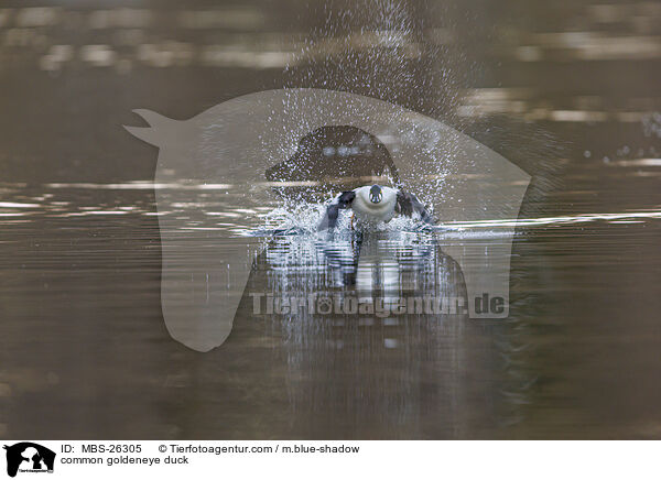 Schellente / common goldeneye duck / MBS-26305